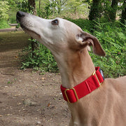 DryDogs Martingale Collars